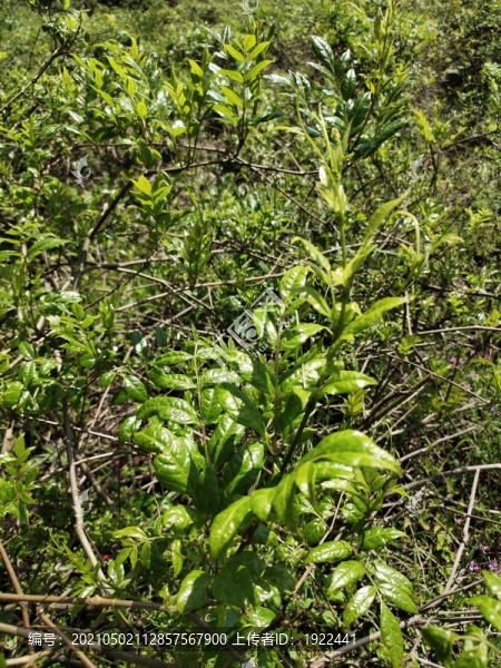 莓茶種植