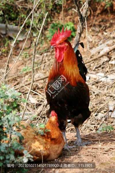 生態(tài)雞