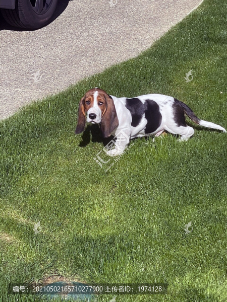 狗