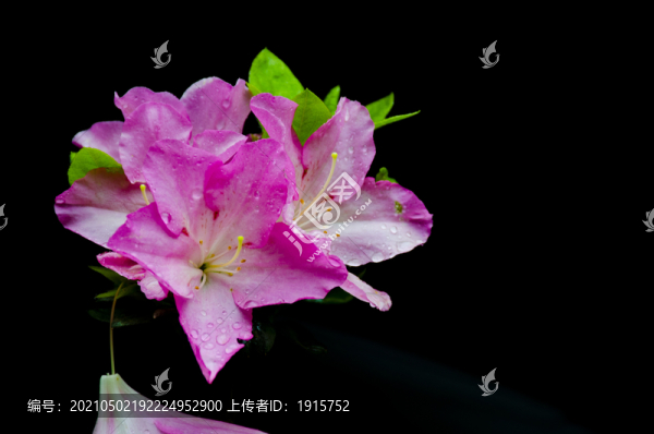 杜鵑花