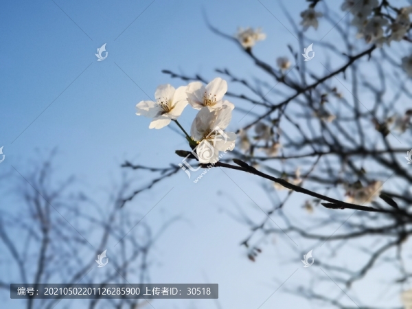 江南春早