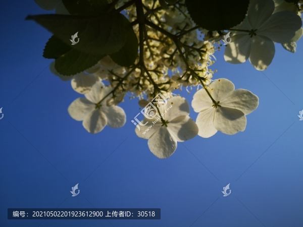 盛開在春天