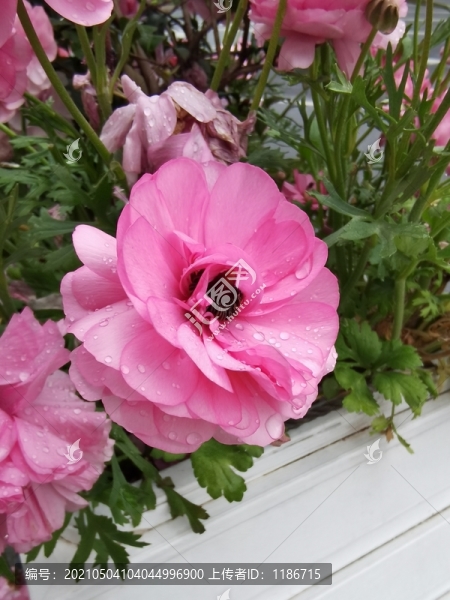 花毛茛