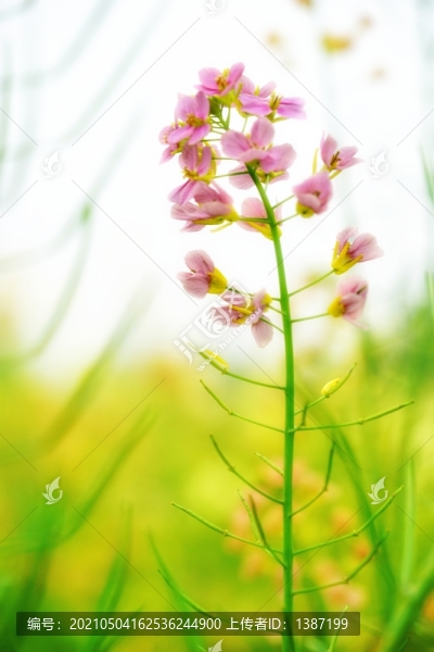 彩色油菜花五彩油菜花蜜蜂采花