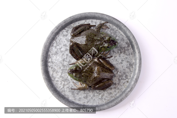 活牛蛙