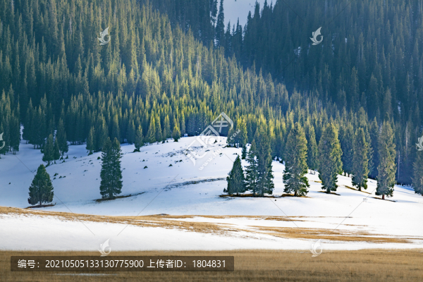 高山森林