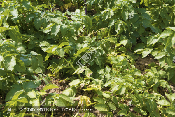 土豆植株