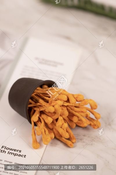 蟲(chóng)草花
