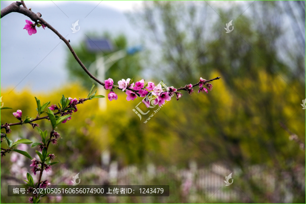 桃花