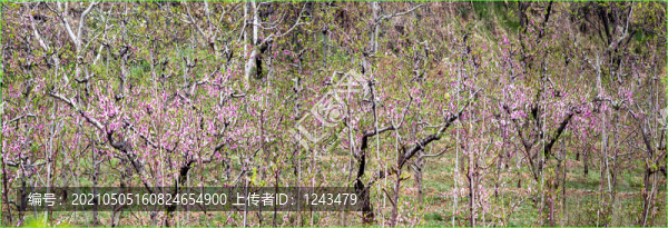 結(jié)桃的花