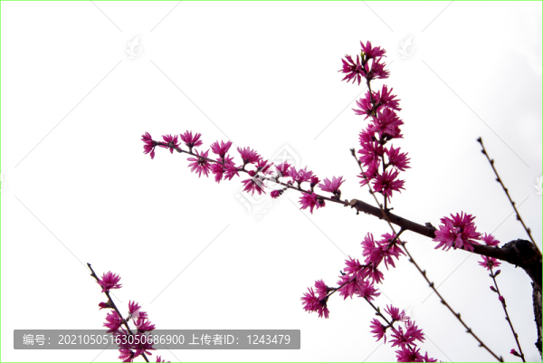 紫荊花