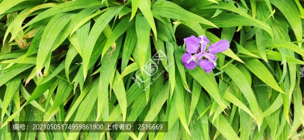 綠葉粉花