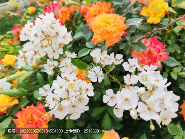 花叢