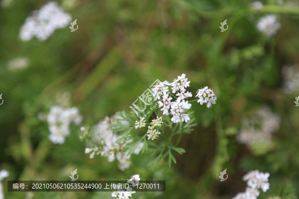 芫荽花