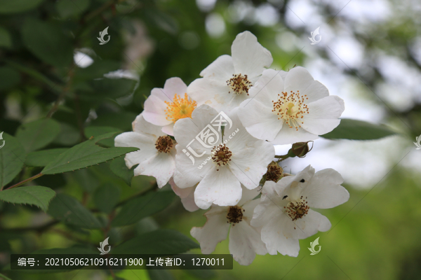 野薔薇花小果薔薇