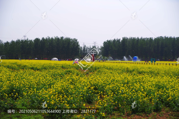 豐臺王佐怪村西廬公園油菜花海