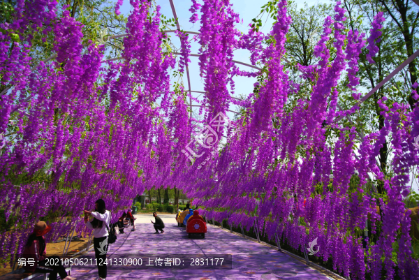 豐臺(tái)王佐怪村西廬公園油菜花海