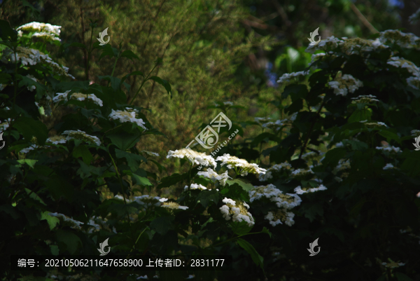 瓊花又稱聚八仙