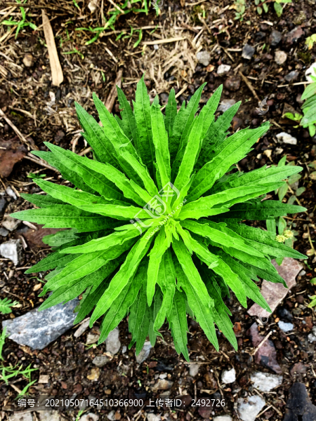 小蓬草-匯圖網(wǎng) www.fosd68.com 小蓬草