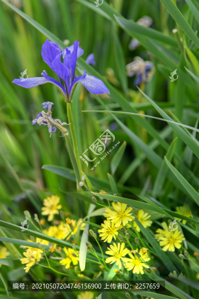 馬蘭花