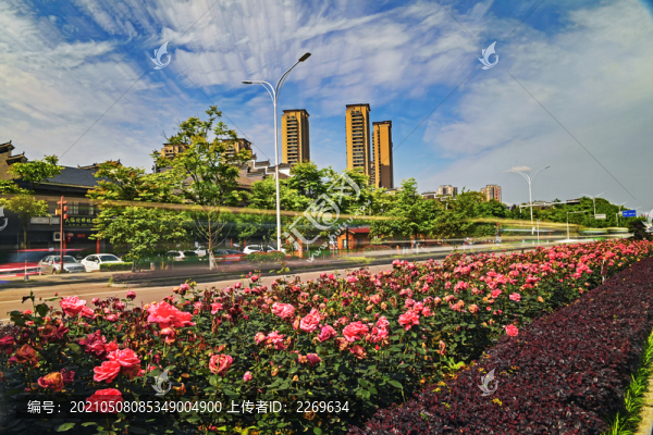 月季花