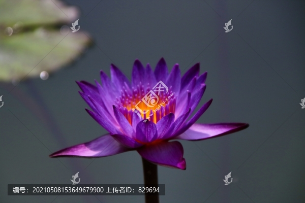 蓮花