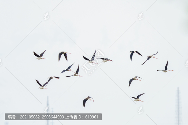 鳥群飛翔