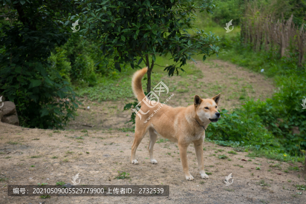 狗