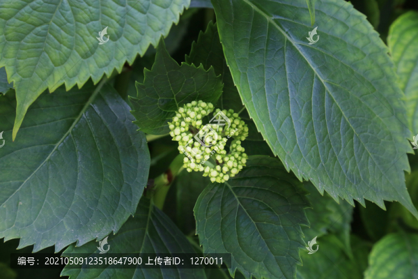 繡球樹