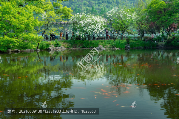 杭州花港觀魚