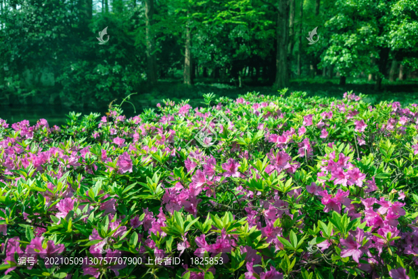 杜鵑花