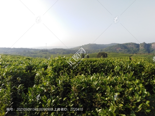 茶山