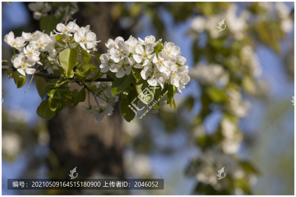 梨花