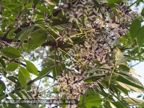 楝樹(shù)花