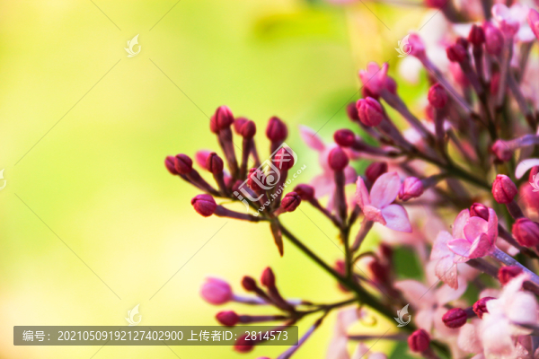 紫丁香花