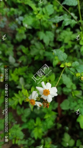鬼針草花