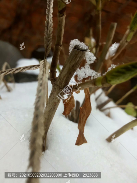 雪景