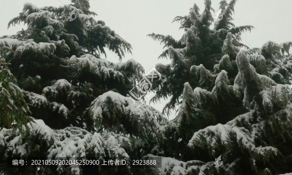 雪松