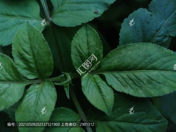 嫩葉枝葉綠植