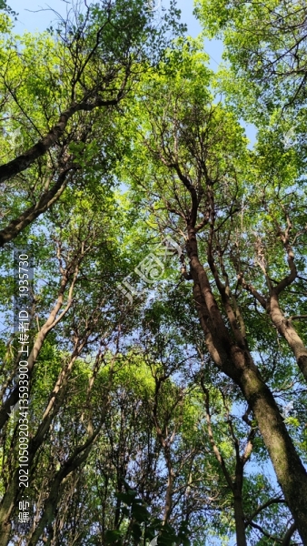 樟樹林枝葉