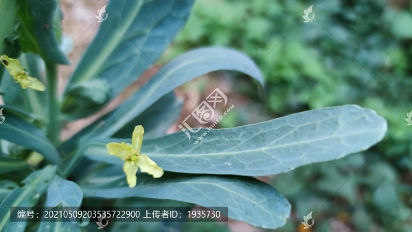 包菜花