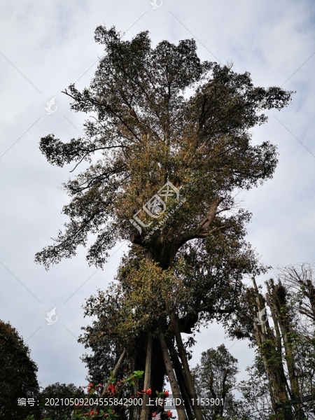 桂花樹