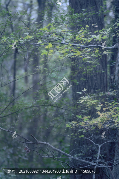 樹林里的景色
