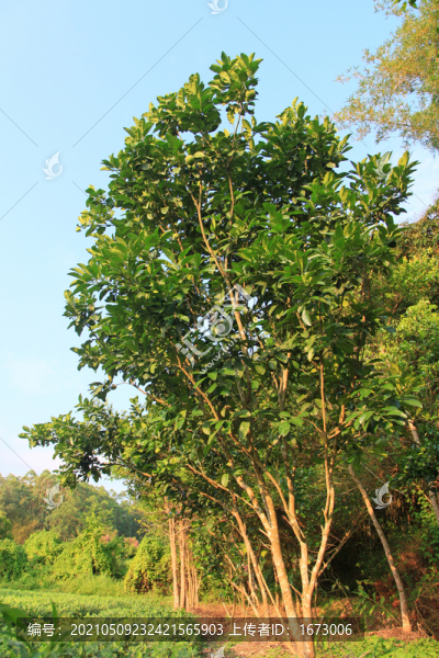 橘紅樹(shù)