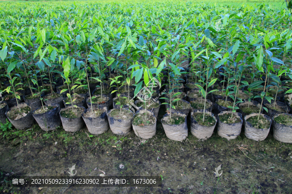 沉香樹苗