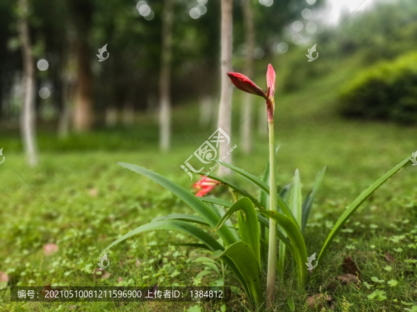 朱頂紅花