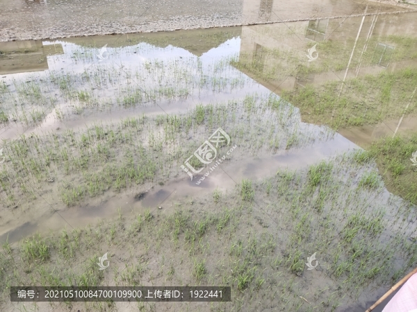 水稻田