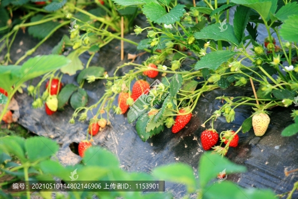 草莓
