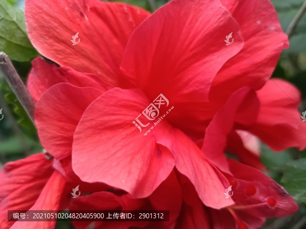 朱頂紅花特寫漂亮