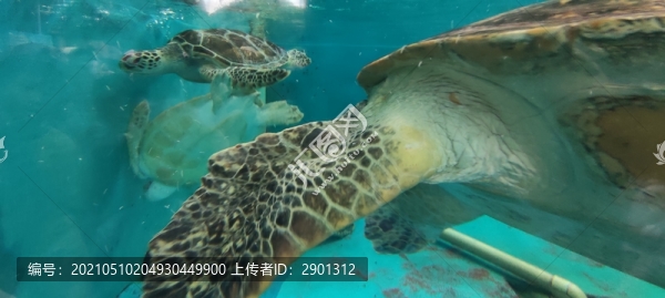 海龜動物海洋